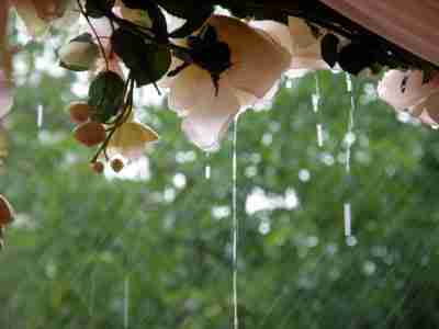 flowers-rain